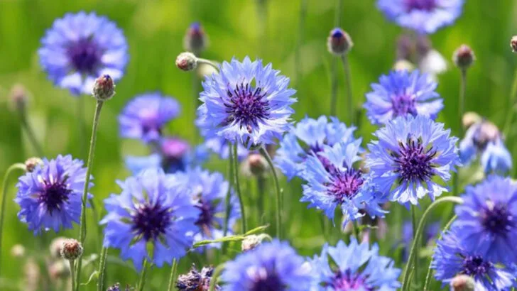 23 Fast-Growing Flowers Every Garden Could Use for Instant Charm