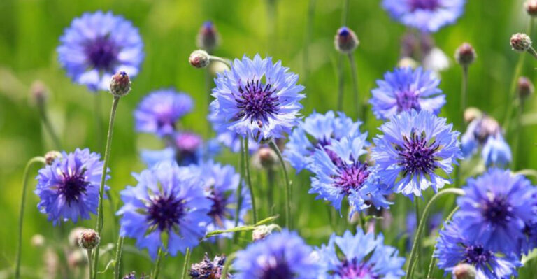 23 Fast-Growing Flowers Every Garden Could Use for Instant Charm