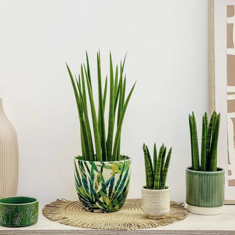 Snake Plant