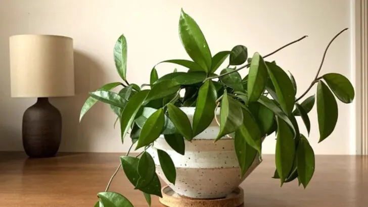 23 Houseplants That Thrive When You Keep Care Simple