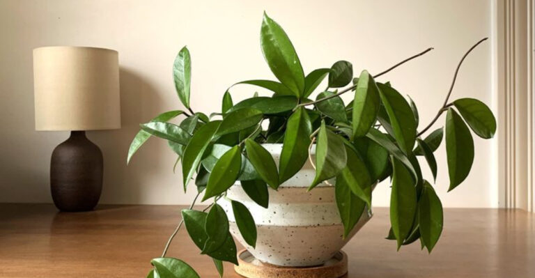 23 Houseplants That Thrive When You Keep Care Simple