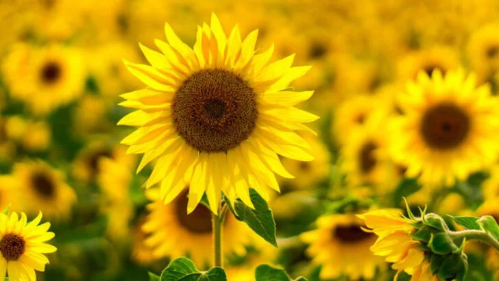 24 Resilient Summer Plants That Don’t Mind the Heat