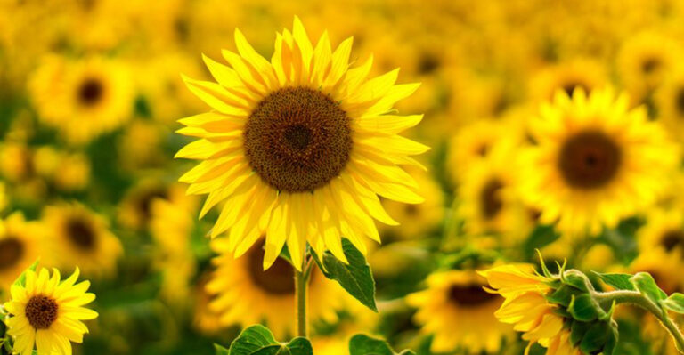24 Resilient Summer Plants That Don’t Mind the Heat