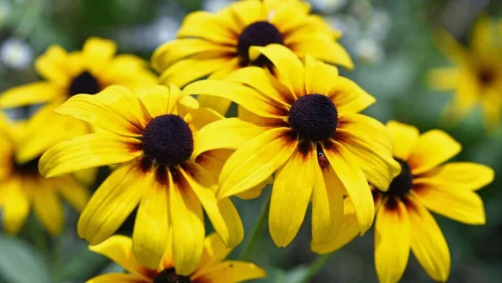 25 Beginner-Friendly Flowers That Are Hard to Mess Up