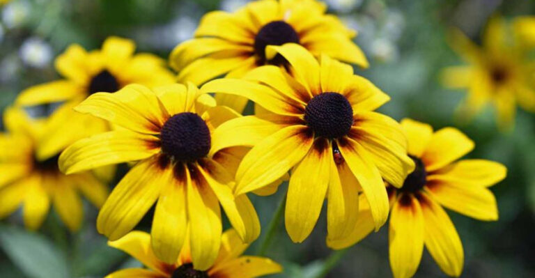 25 Beginner-Friendly Flowers That Are Hard to Mess Up
