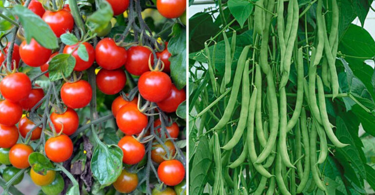 25 Climbing Vegetables to Maximize Your Garden Space