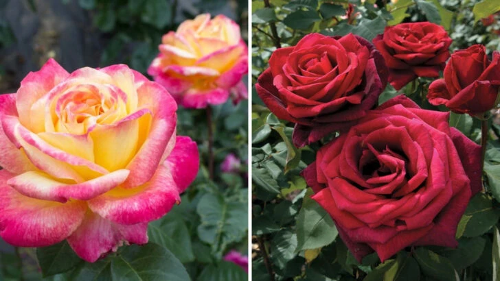 25 Stunning Rose Varieties to Suit Any Garden Theme