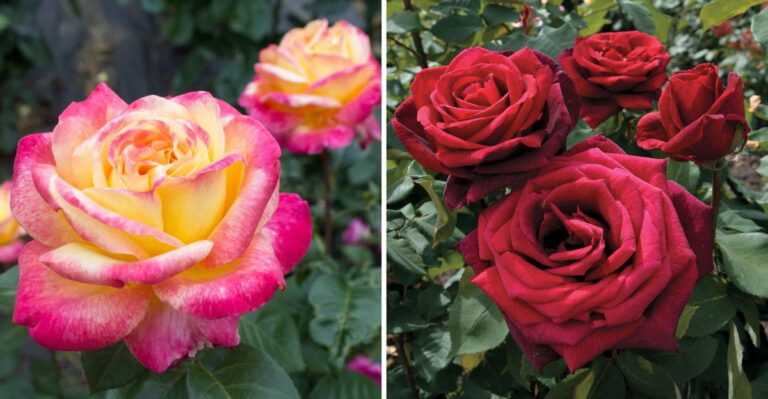 25 Stunning Rose Varieties to Suit Any Garden Theme