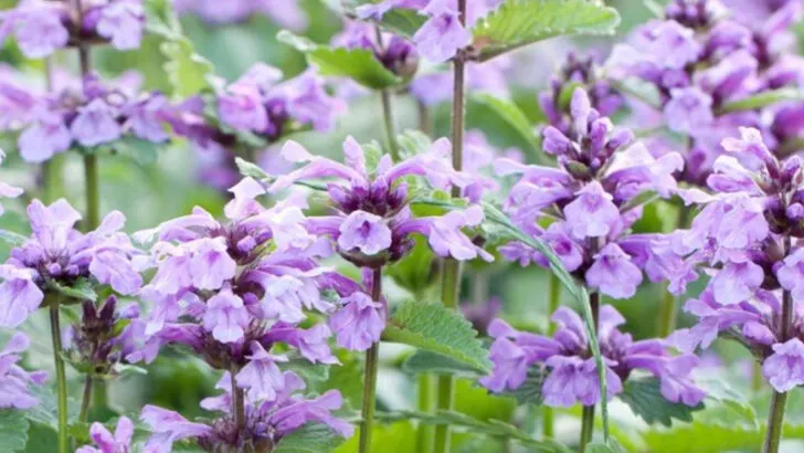27 Colorful Perennials That Keep Your Garden Blooming All Season Long