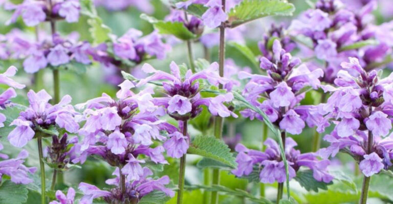 27 Colorful Perennials That Keep Your Garden Blooming All Season Long