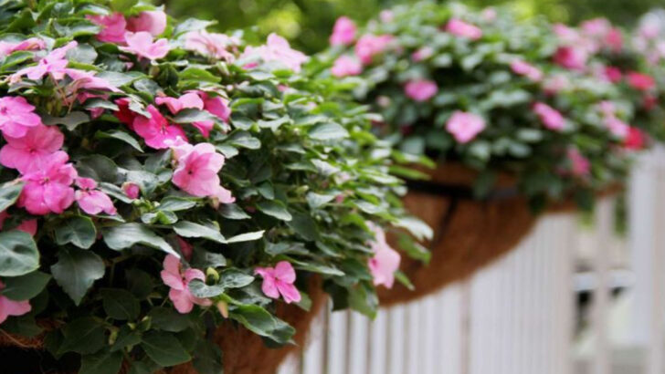 30 Gorgeous Flowers That Belong in Your Container Garden
