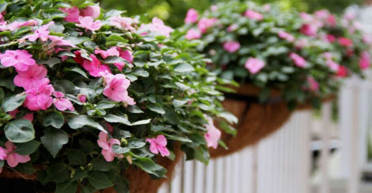30 Gorgeous Flowers That Belong in Your Container Garden