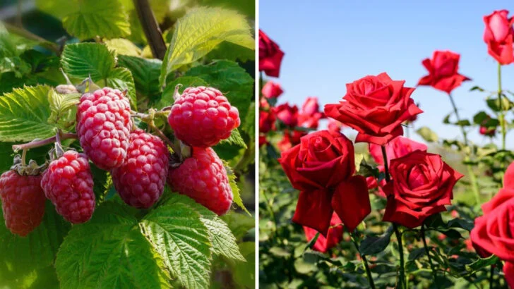 32 Acid-Loving Plants That Can’t Get Enough of Your Coffee Grounds