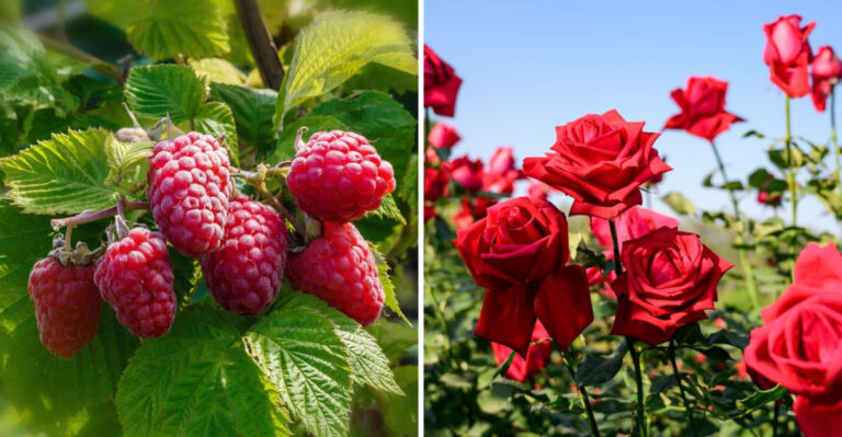 32 Acid-Loving Plants That Can’t Get Enough of Your Coffee Grounds