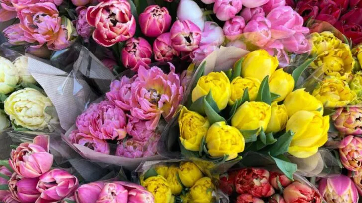 5 Flowers That Are Surprisingly Cheap but Look Like Luxury and 11 That Always Stun in Photos