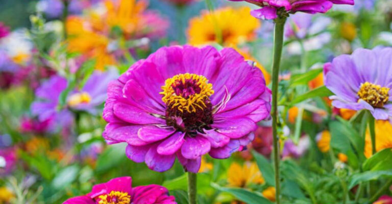 5 Outdoor Flowers That Fizzle Fast and 11 That Keep Blooming for Months