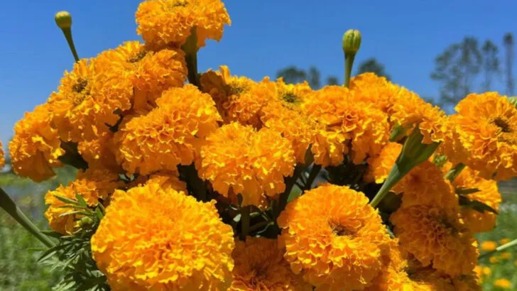 5 Plants That Keep Mosquitoes Away and 11 That Make You Smell Amazing Too