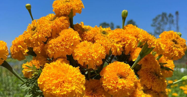 5 Plants That Keep Mosquitoes Away and 11 That Make You Smell Amazing Too