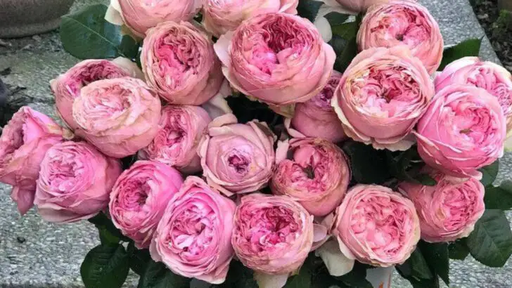 5 Plants You Can Crush into Lip Balm and 10 That Are Basically Solid Perfume