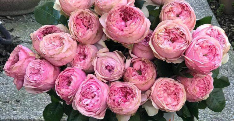 5 Plants You Can Crush into Lip Balm and 10 That Are Basically Solid Perfume