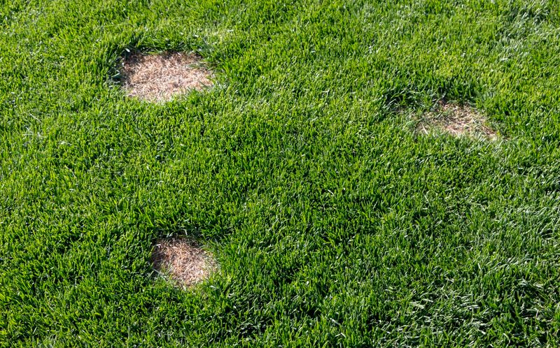 Patchy or Bare Spots