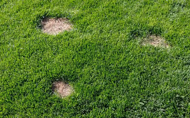 Patchy or Bare Spots
