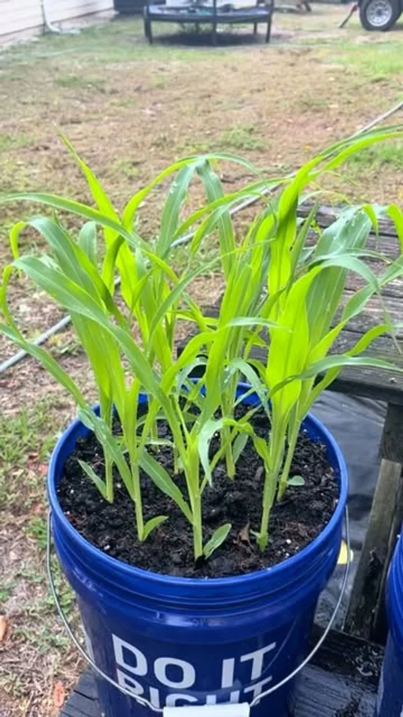 Corn