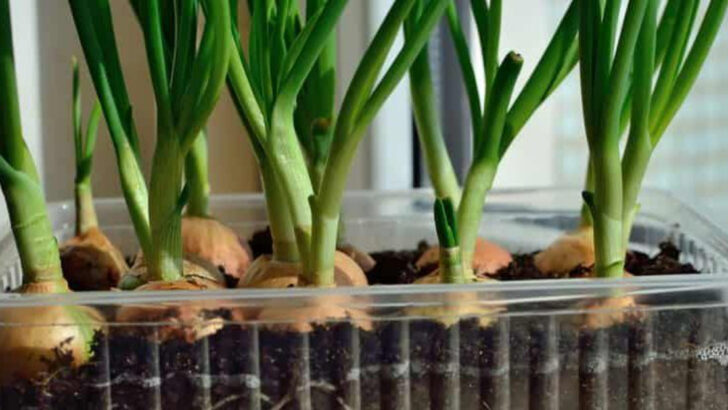 6 Popular Vegetables That Struggle in Containers and 10 You Should Grow Instead