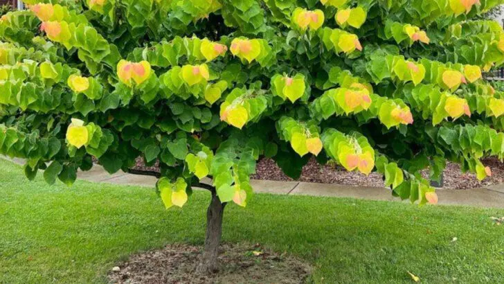 6 Backyard Trees That Give Big Shade and 9 That Stay Small and Cute