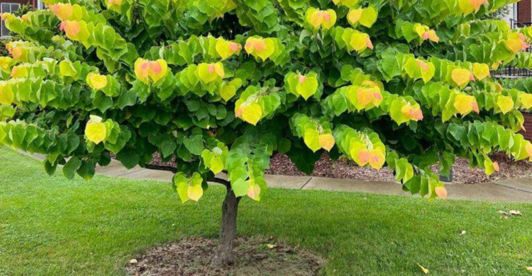 6 Backyard Trees That Give Big Shade and 9 That Stay Small and Cute