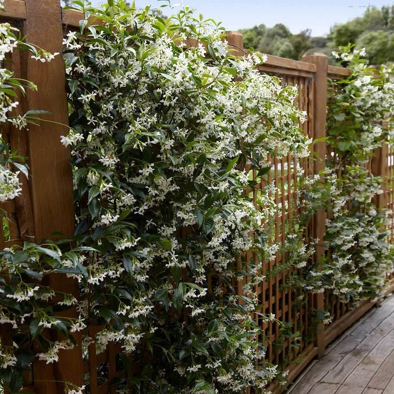 Star Jasmine (Trachelospermum jasminoides)