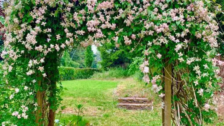 6 climbing plants that smell nice without taking over your garden