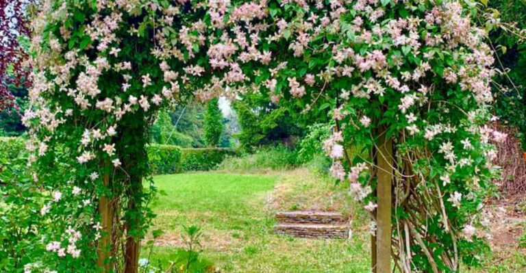 6 climbing plants that smell nice without taking over your garden