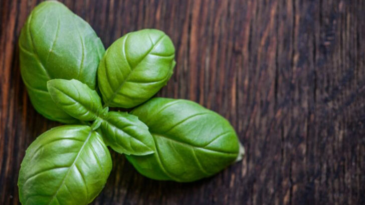 6 Herbs You Can Grow on a Windowsill (And 5 That Struggle Indoors)