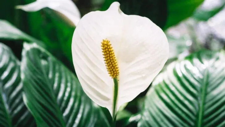 6 Houseplants That Outgrow Their Pots Overnight and 10 That Stay Cute and Compact