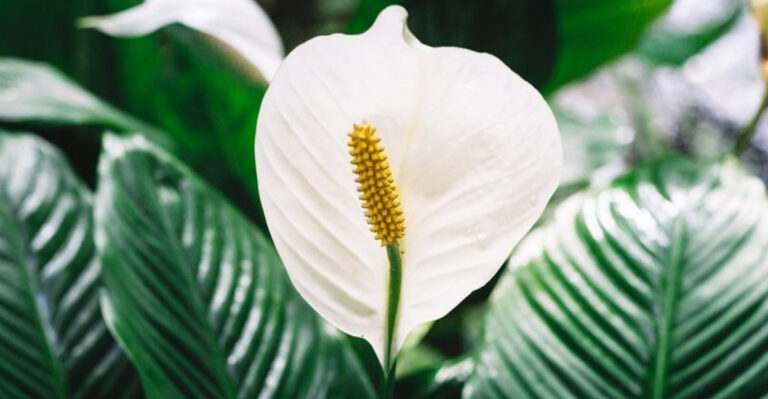 6 Houseplants That Outgrow Their Pots Overnight and 10 That Stay Cute and Compact