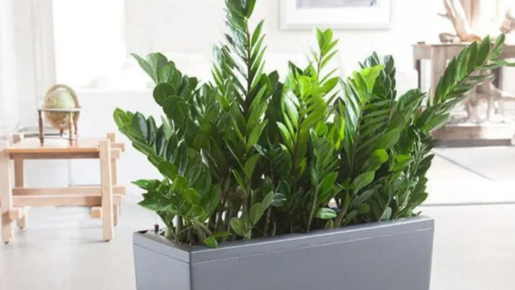 6 Plants Everyone Thinks Are Easy and 10 That Actually Are