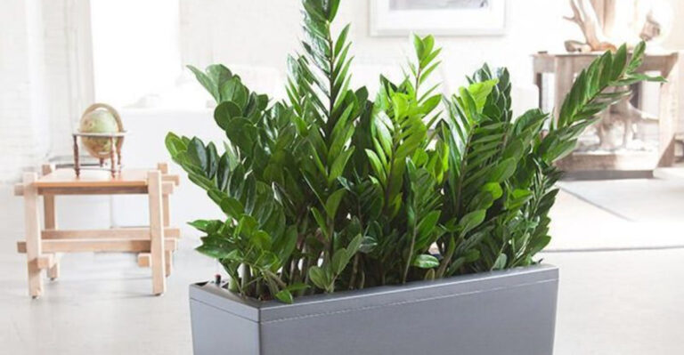 6 Plants Everyone Thinks Are Easy and 10 That Actually Are