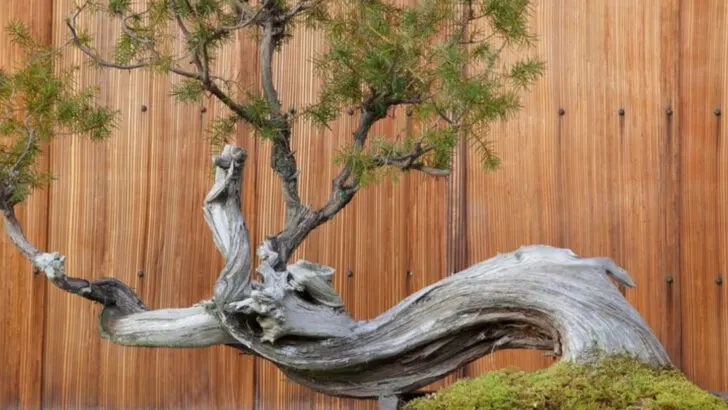 6 Plants That Look Drunk All the Time and 9 That Are Always Perfectly Poised