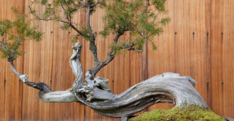 6 Plants That Look Drunk All the Time and 9 That Are Always Perfectly Poised