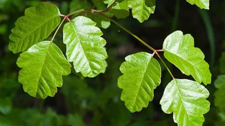 6 Plants You Can Rub on Your Skin and 10 You Should Never Touch