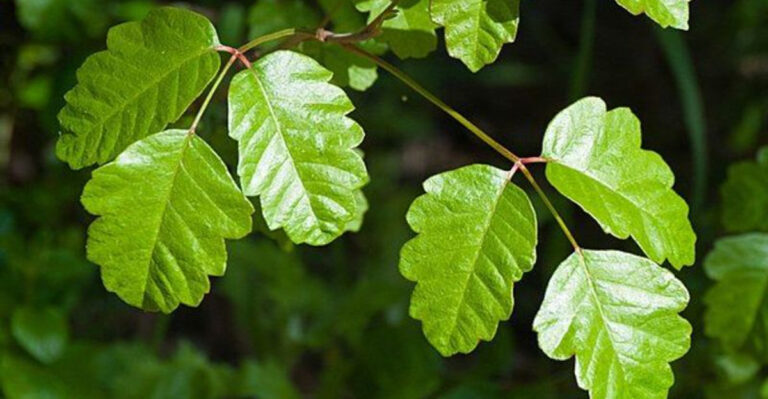 6 Plants You Can Rub on Your Skin and 10 You Should Never Touch