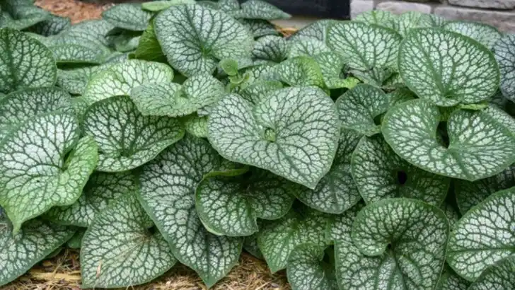 6 Plants You Think Need Sunlight and 10 That Actually Prefer Shade