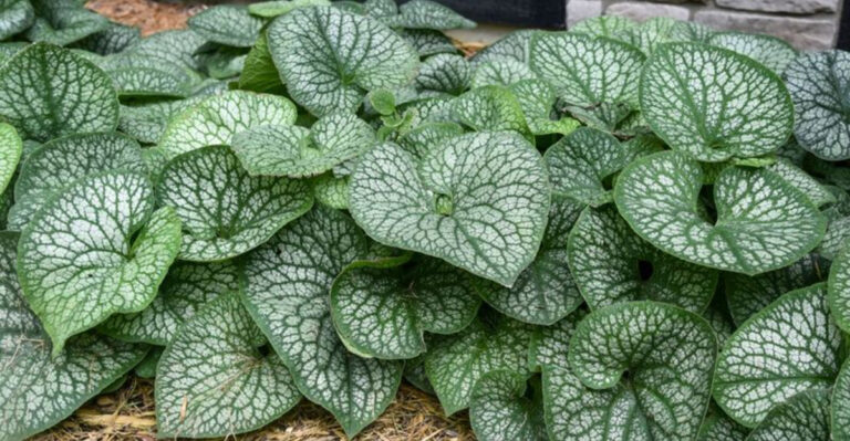 6 Plants You Think Need Sunlight and 10 That Actually Prefer Shade