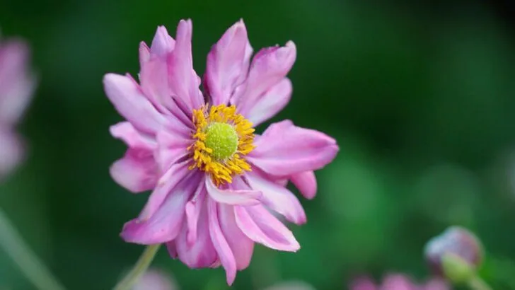 6 Shade-Tolerant Flowers That Surprise You and 9 That Need Full Sun