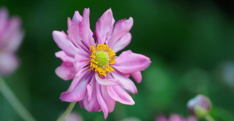 6 Shade-Tolerant Flowers That Surprise You and 9 That Need Full Sun