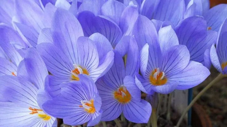 6 Summer Blooms That Fade Fast and 11 That Keep Going Until Fall