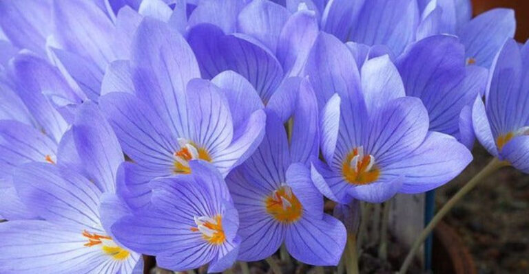 6 Summer Blooms That Fade Fast and 11 That Keep Going Until Fall