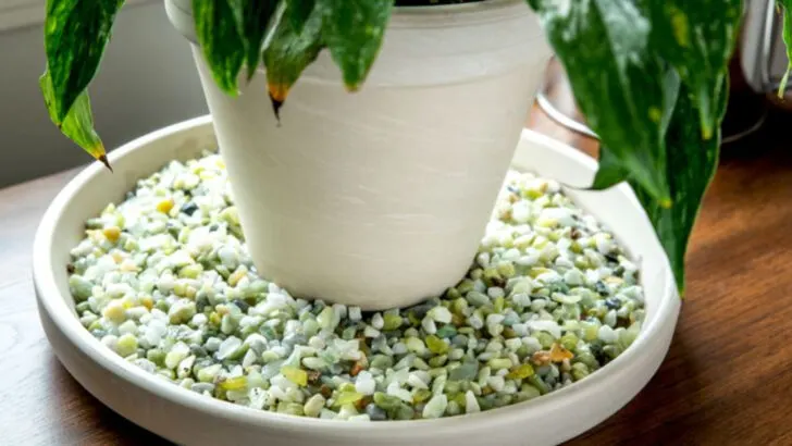 6 Things You’re Doing That Overheat Your Plants and 10 That Cool Them Down Instantly