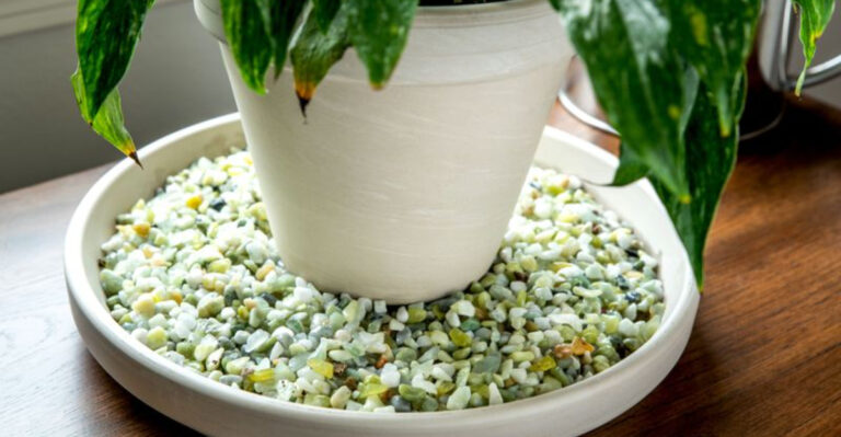 6 Things You’re Doing That Overheat Your Plants and 10 That Cool Them Down Instantly